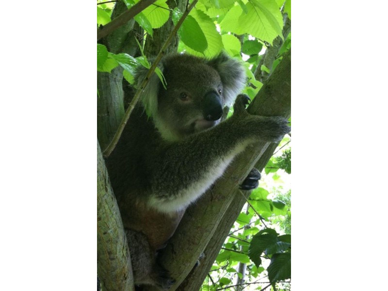 26 Welsford Street, Meeniyan VIC 3956