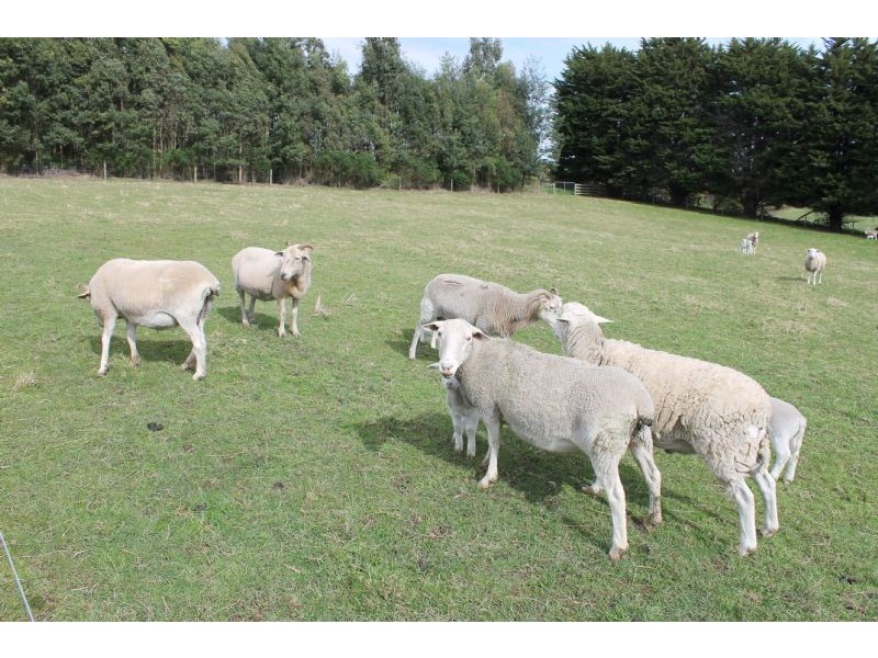 8985 South Gippsland Highway- Kardella South, Leongatha VIC 3953