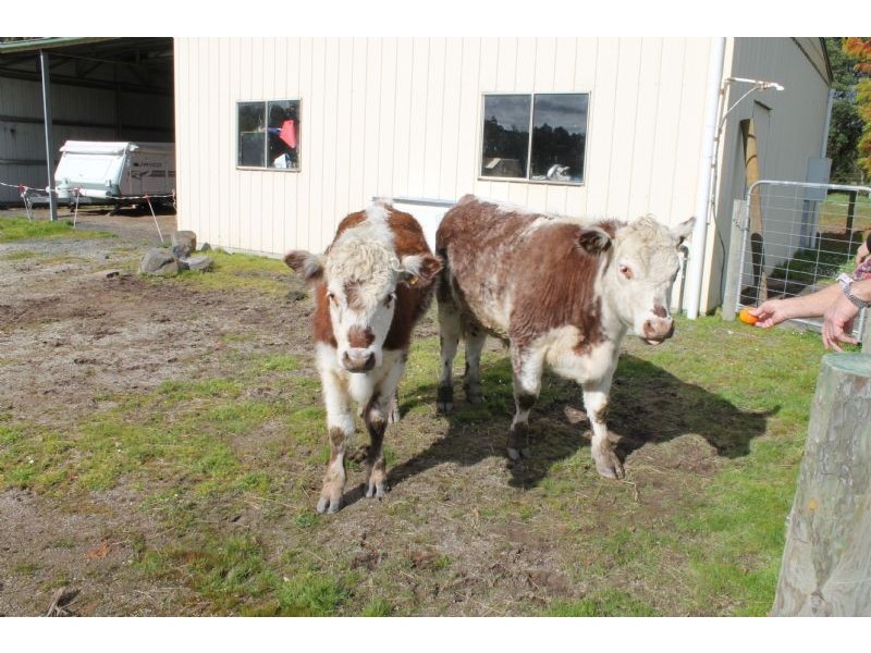 8985 South Gippsland Highway- Kardella South, Leongatha VIC 3953