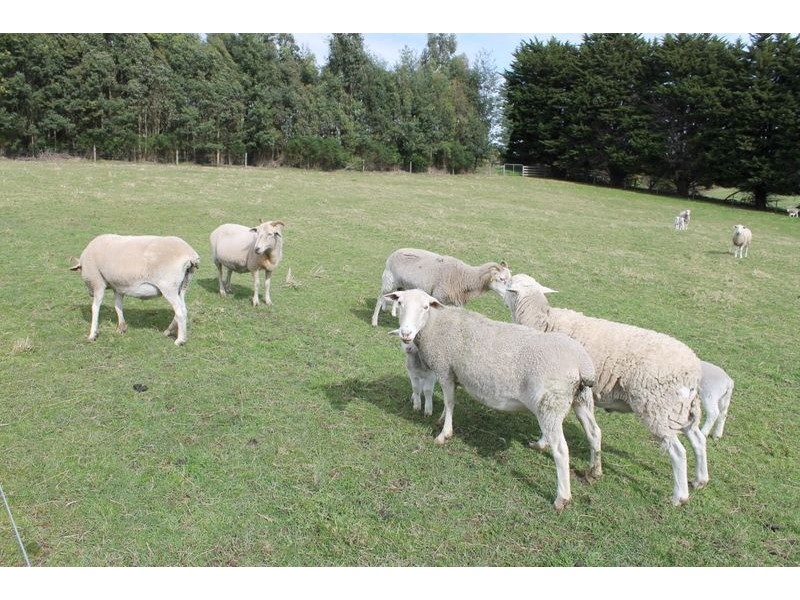 8985 South Gippsland Highway, Kardella VIC 3951