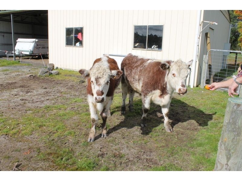 8985 South Gippsland Highway, Kardella VIC 3951