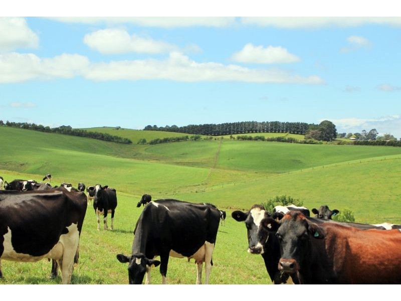 874 Falls Road, Fish Creek VIC 3959