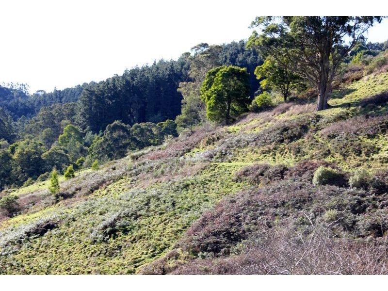 305 Nippards Track, Foster North VIC 3960