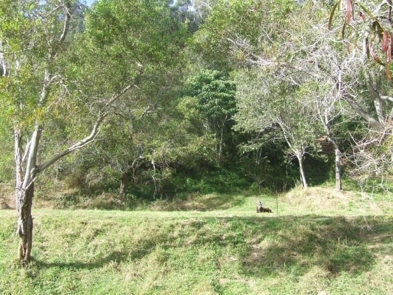 Mooloolah Valley QLD 4553