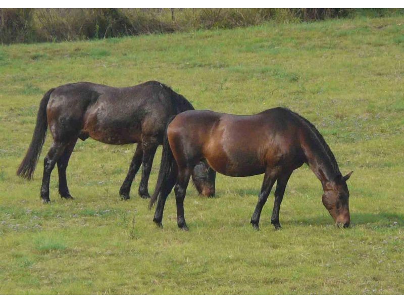 98 Birt Road, Kingaroy QLD 4610