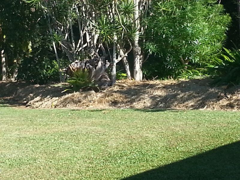 15b Jelen Drive, Mooloolah Valley QLD 4553