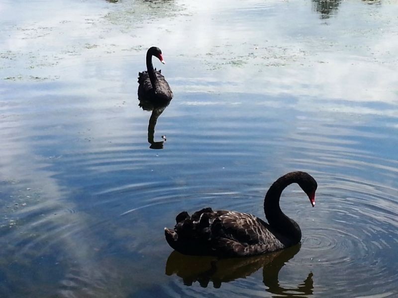 46 Wilderness Circuit, Little Mountain QLD 4551