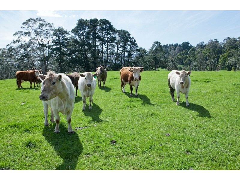 385 Duggan North Road, Fumina VIC 3825