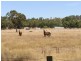 Ripplebrook VIC 3818