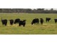 Koo Wee Rup VIC 3981