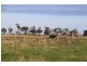 Koo Wee Rup VIC 3981