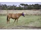 Grantville VIC 3984