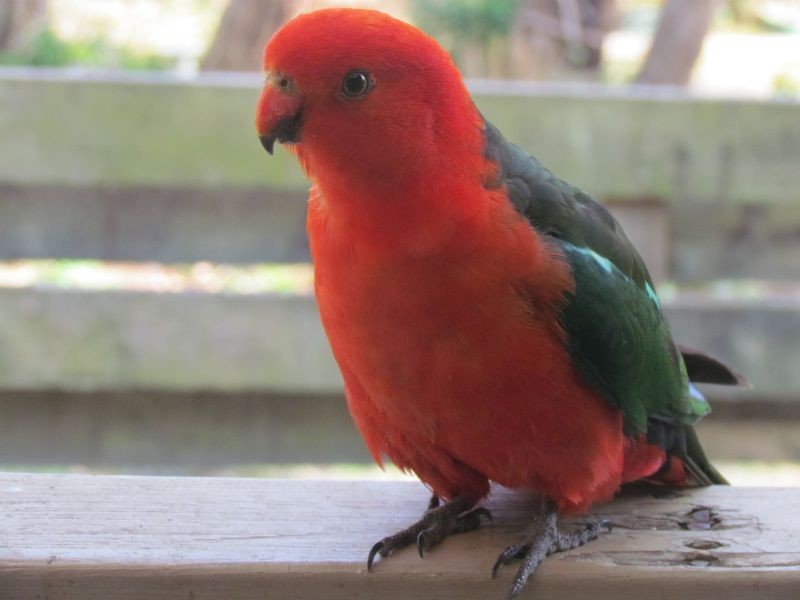 134 Grantville Glen Alvie Rd, Grantville VIC 3984