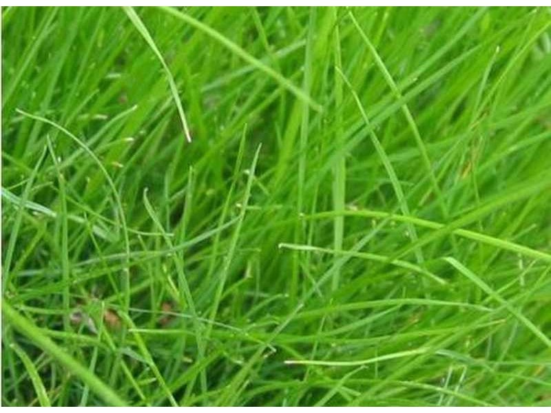 58 Golf Links Road, Berwick VIC 3806