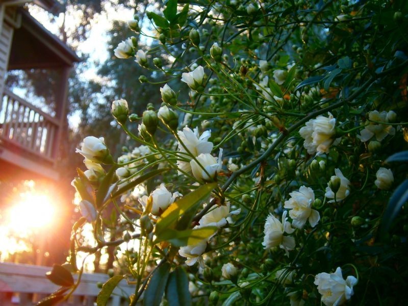 Bannockburn VIC 3331