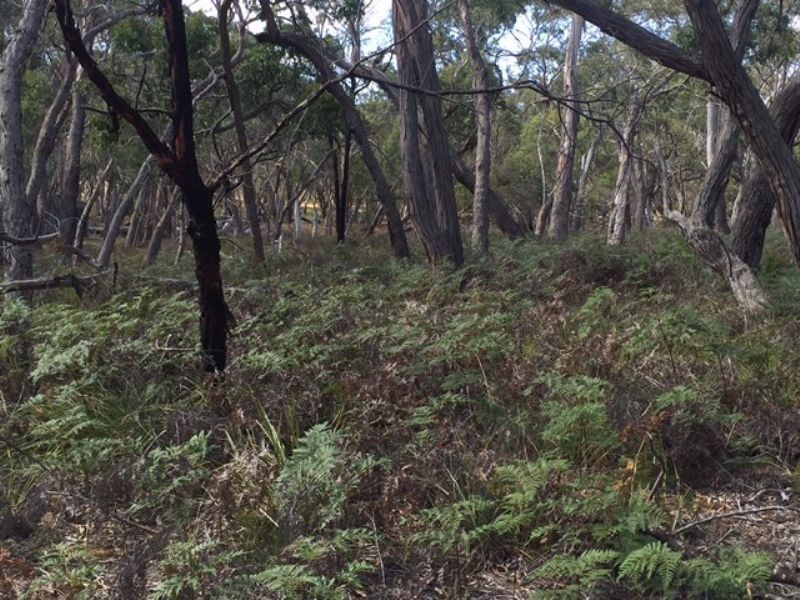 Lot 38 Bliss Road, Dereel VIC 3352