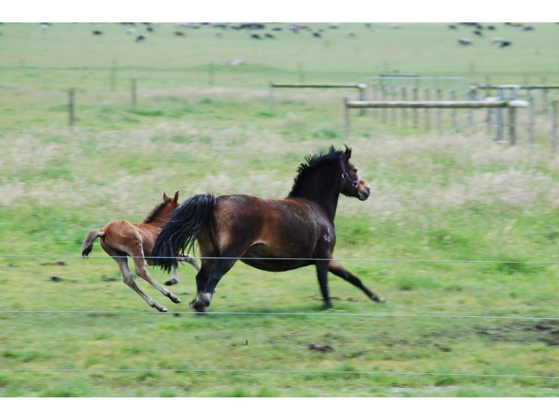 Lance Creek VIC 3995