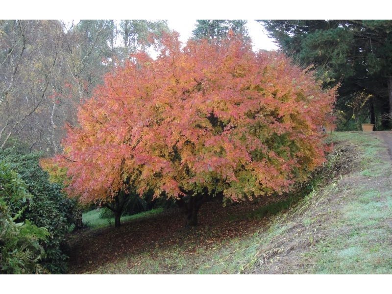 10 Mernda Road, Olinda VIC 3788