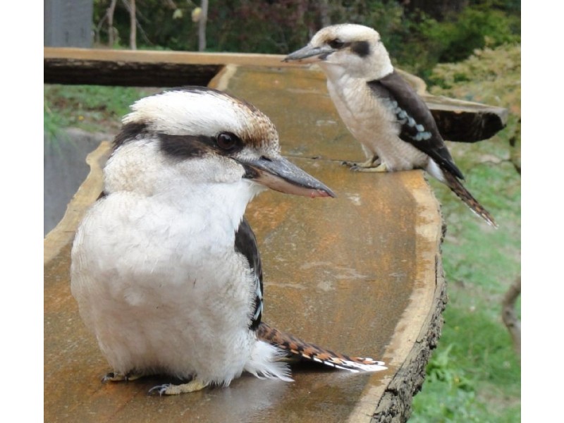 10 Mernda Road, Olinda VIC 3788