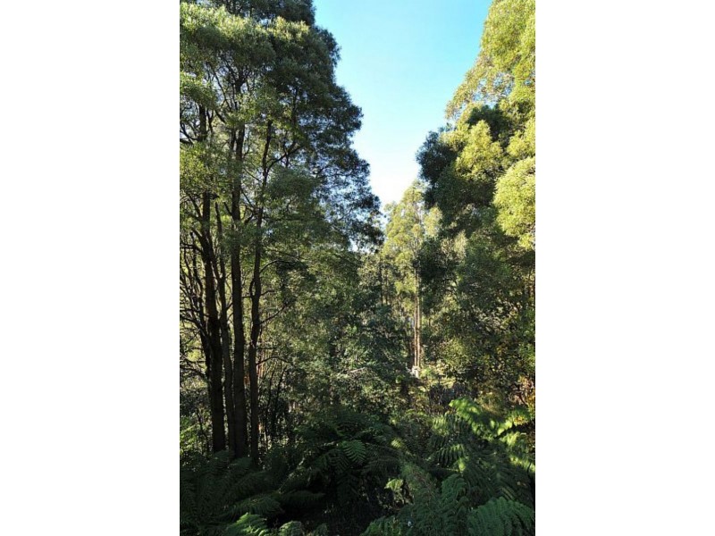 342 Mount Dandenong Tourist Road, Sassafras VIC 3787