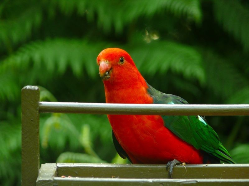 49 Spencer Road, Olinda VIC 3788