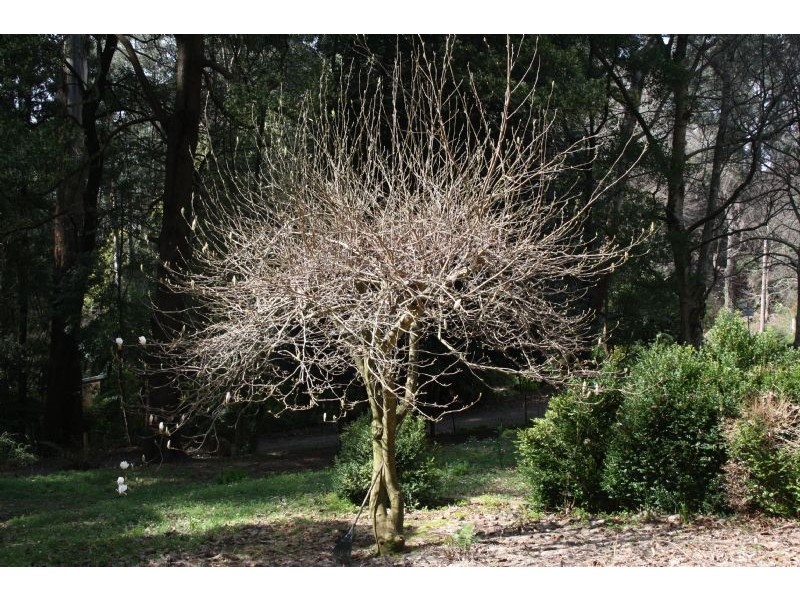 Mount Dandenong VIC 3767