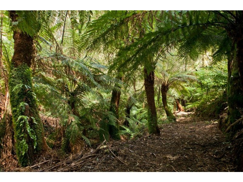 19 Colehurst Crescent, Sassafras VIC 3787