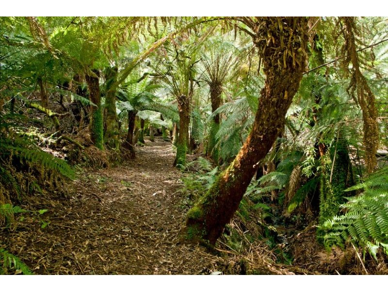 19 Colehurst Crescent, Sassafras VIC 3787