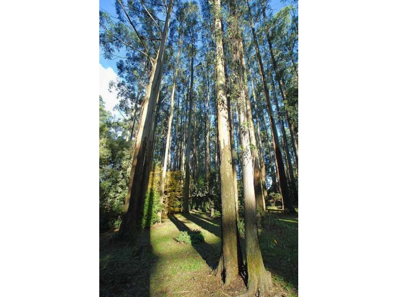 Mount Dandenong VIC 3767