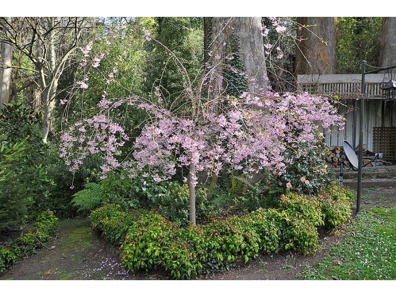 24 Olinda-Monbulk Road, Olinda VIC 3788