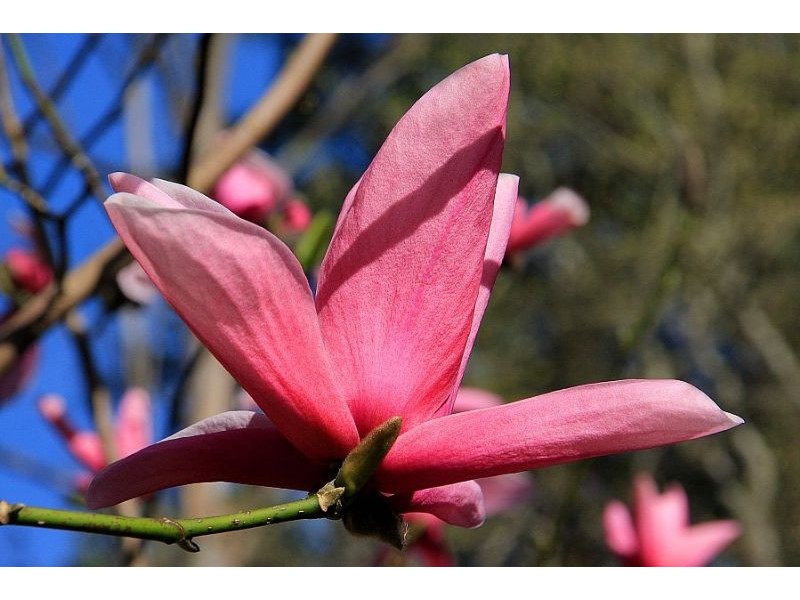 24 Olinda-Monbulk Road, Olinda VIC 3788