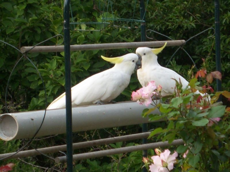 80 Old Coach Road, Mount Dandenong VIC 3767