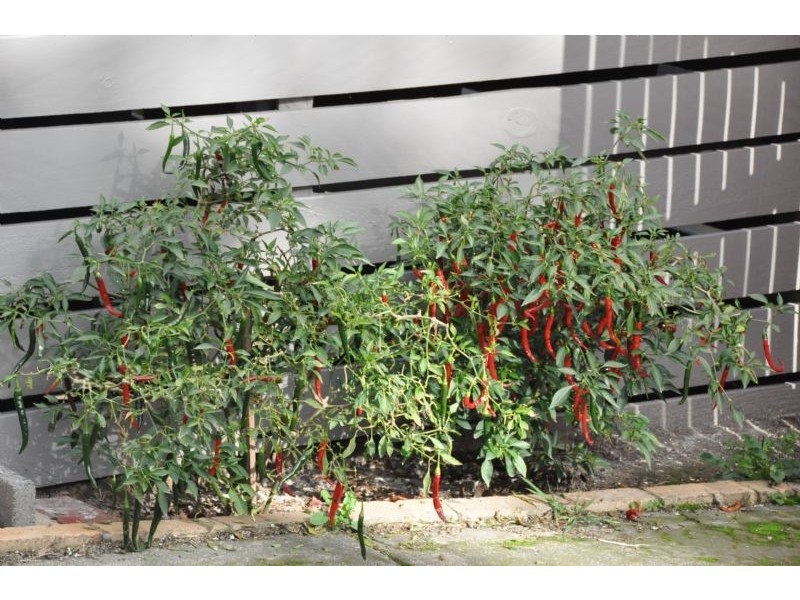 11 Brae Grove, Nunawading VIC 3131