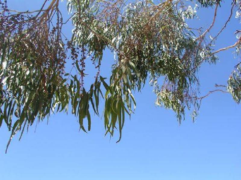 26 -32 Sweet Wattle Drive, Cranbourne South VIC 3977