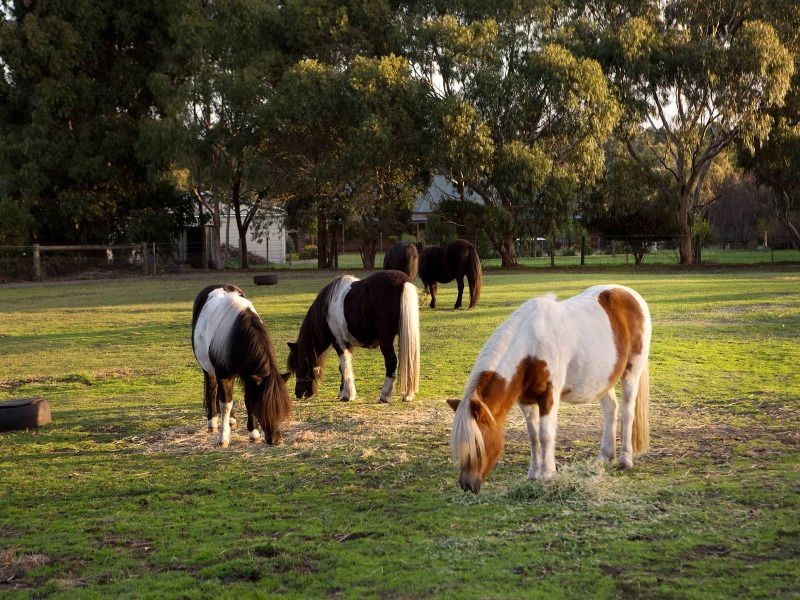 6 Timarron Court, Langwarrin VIC 3910