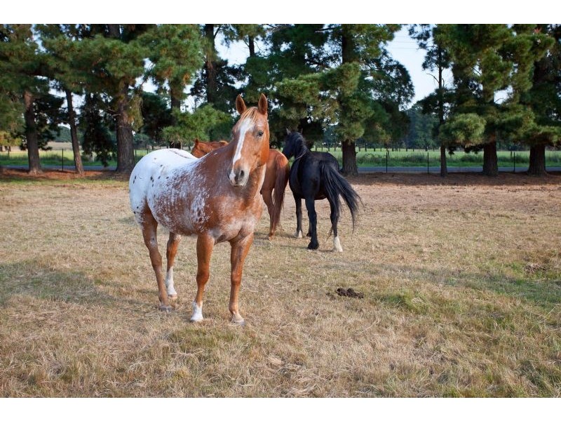 96 Denham Road, Tyabb VIC 3913