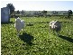 Wonthaggi VIC 3995