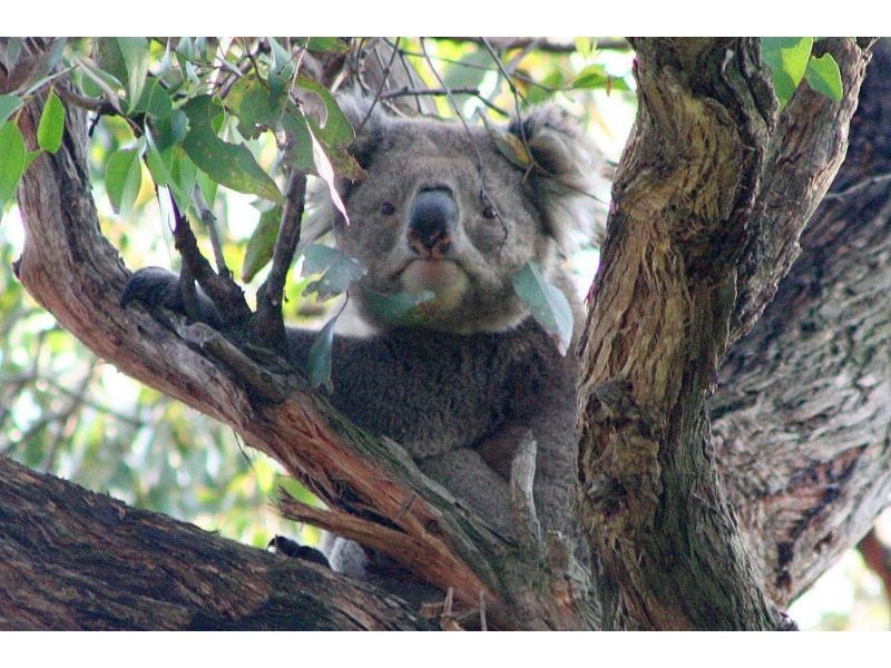 500 Lynnes Road, Wattle Bank VIC 3995