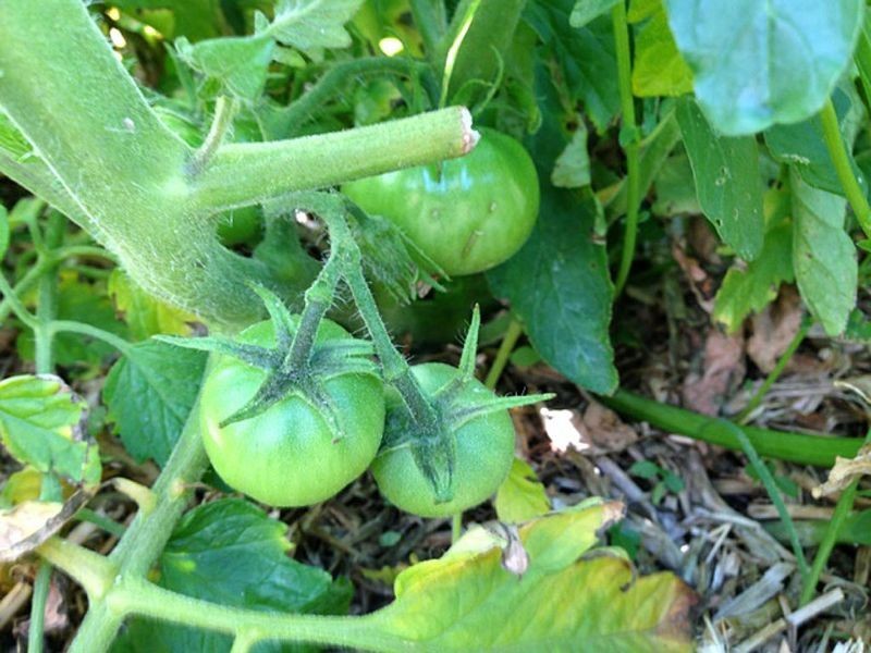 9 Williams Street, Inverloch VIC 3996