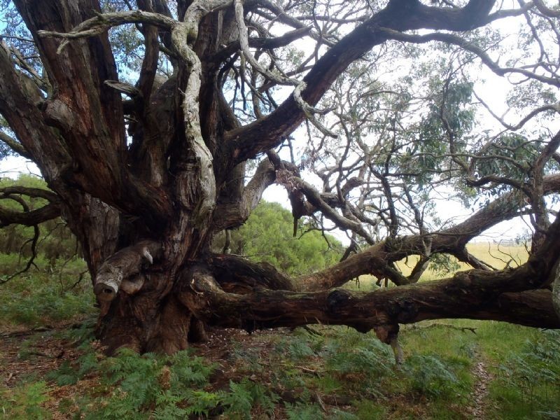 61 Ruttle Lane, Inverloch VIC 3996