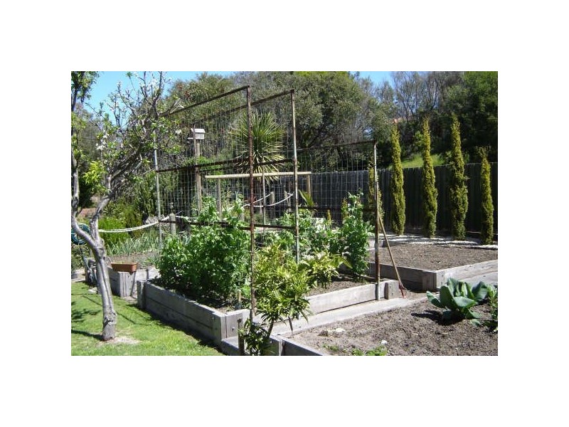 10 Cowrie Court, Tootgarook VIC 3941