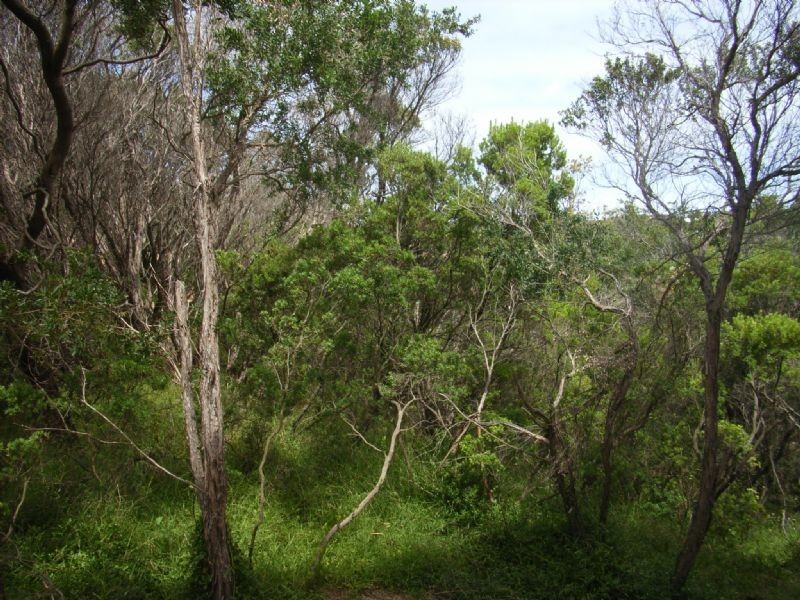 6 Alex Drive , St Andrews Beach VIC 3941