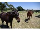 124 Browns Road, Rosebud VIC 3939