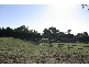 234 Devonport Drive, Rosebud VIC 3939