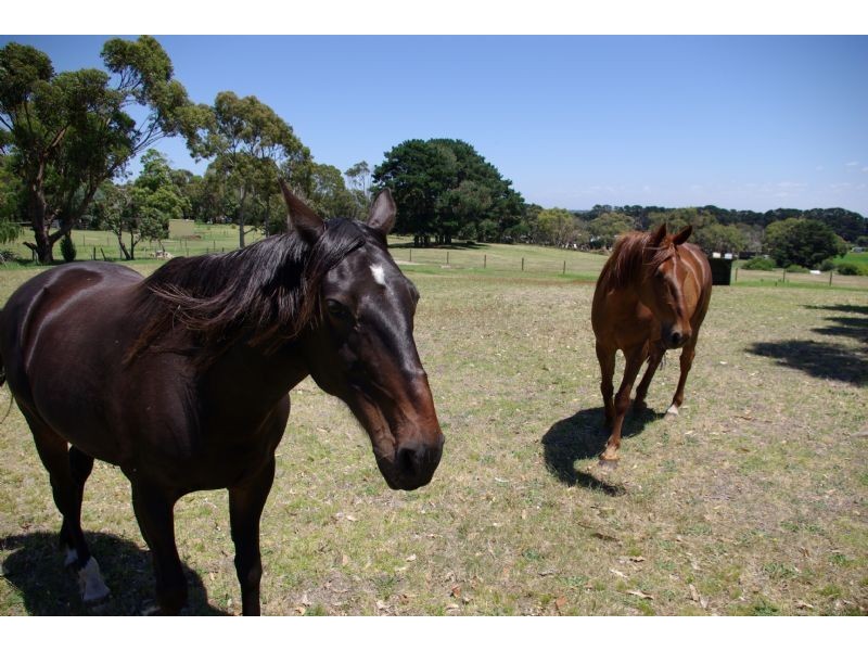 124 Browns Road, Rosebud VIC 3939