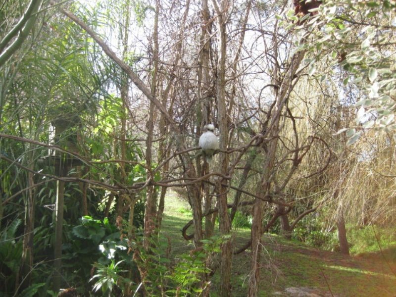 43 Nixon Street, Rosebud VIC 3939