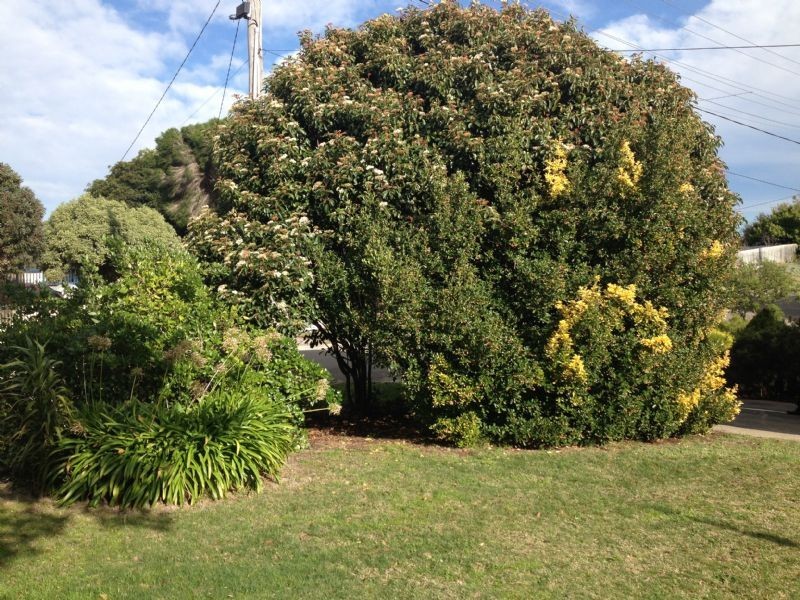 8 Walpole Avenue, Rosebud VIC 3939