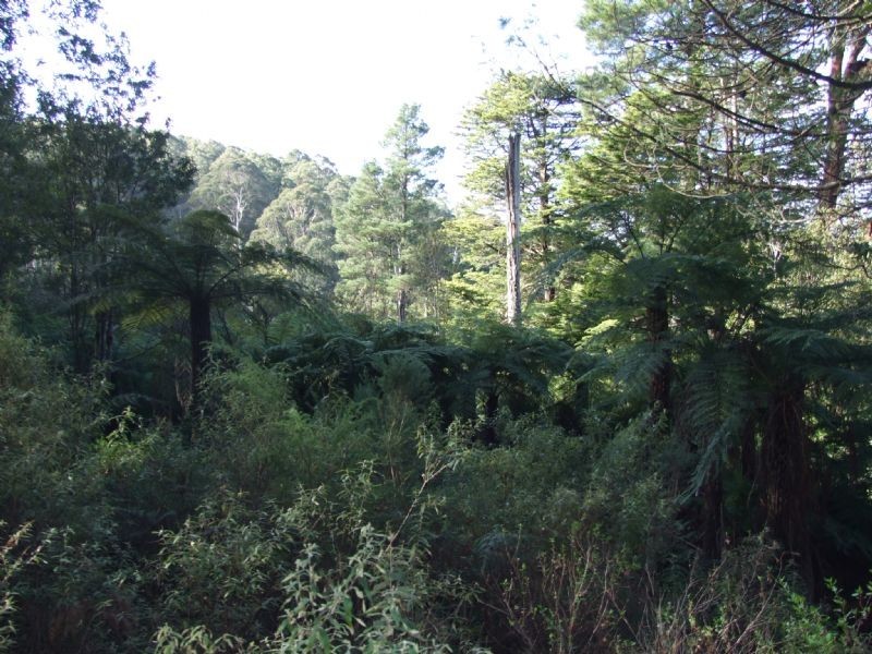 0 Finns Track, Rawson VIC 3825