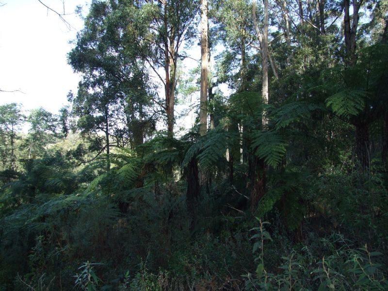 0 Finns Track, Rawson VIC 3825