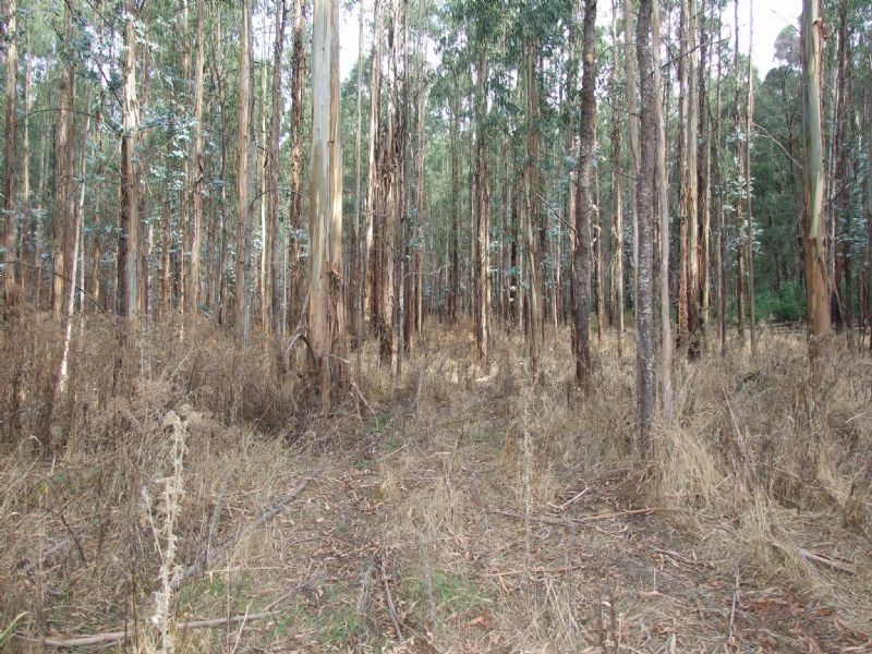 Lot 15 Rusks Road, Erica VIC 3825